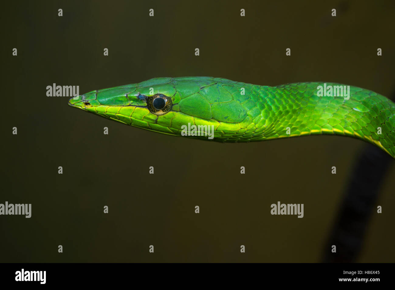 Vite Snake (Oxybelis brevirostris), Ecuador Foto Stock