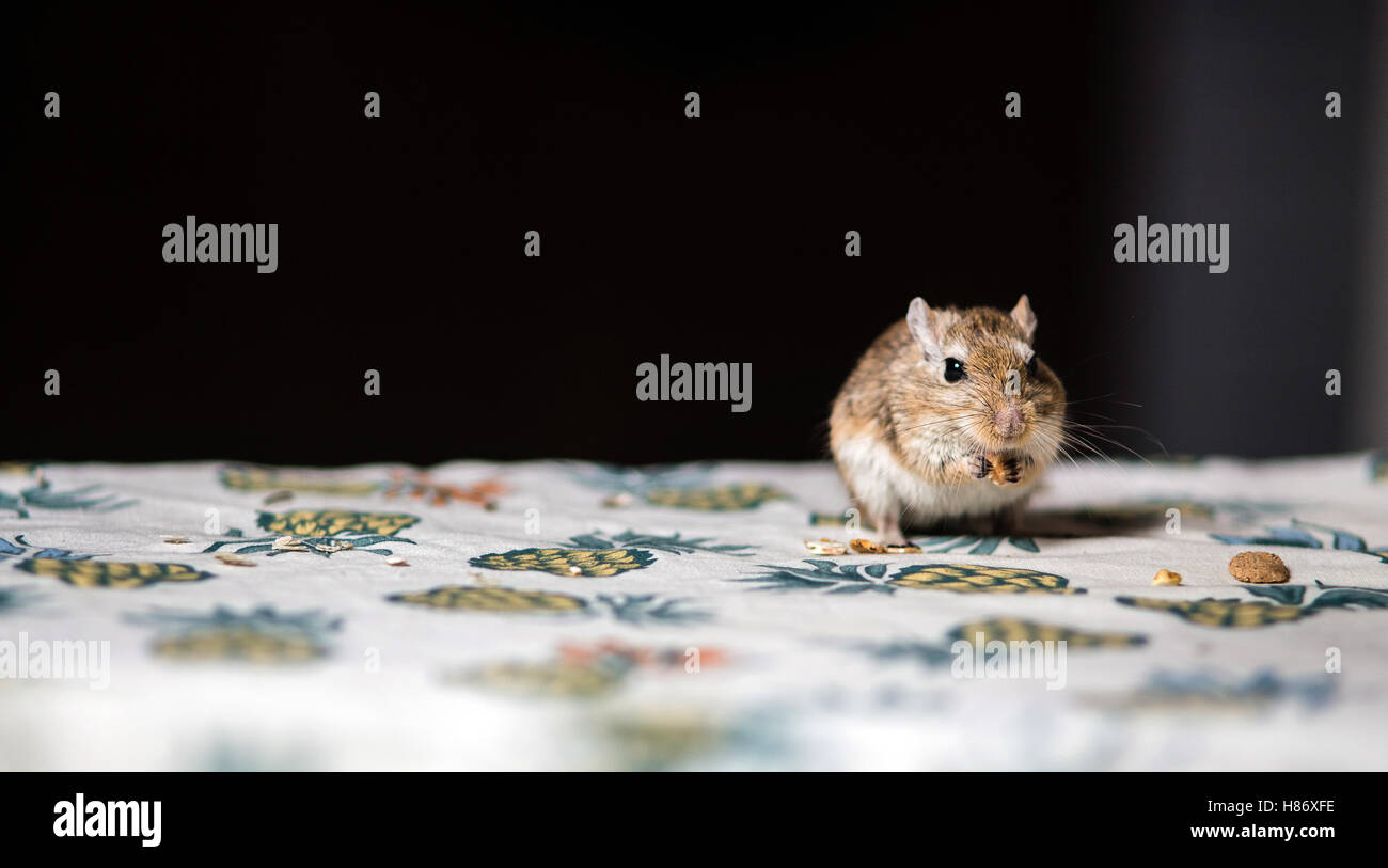 Poco gerbillo mouse mangiare semi e cereali sul tavolo Foto Stock