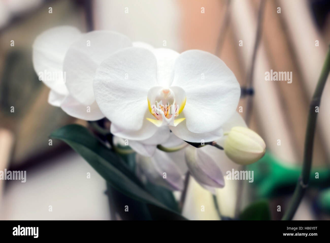 Gara bianco fiori di orchidea per il buon umore Foto Stock