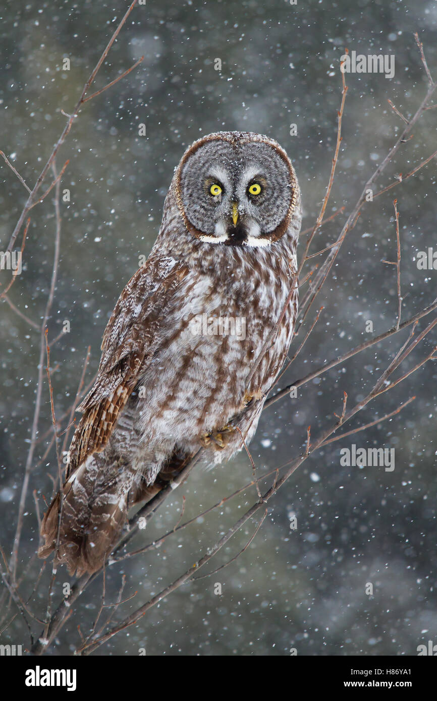 Grande grigio allocco (Strix nebulosa) appollaiato in un albero in inverno in Canada Foto Stock