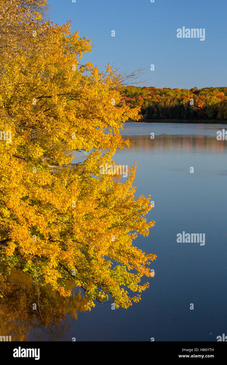 Alberi in autunno, Mississagi River, Ontario, Canada Foto Stock