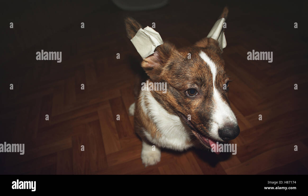 Cucciolo Welsh Corgi Cardigan con orecchie bendato Foto Stock