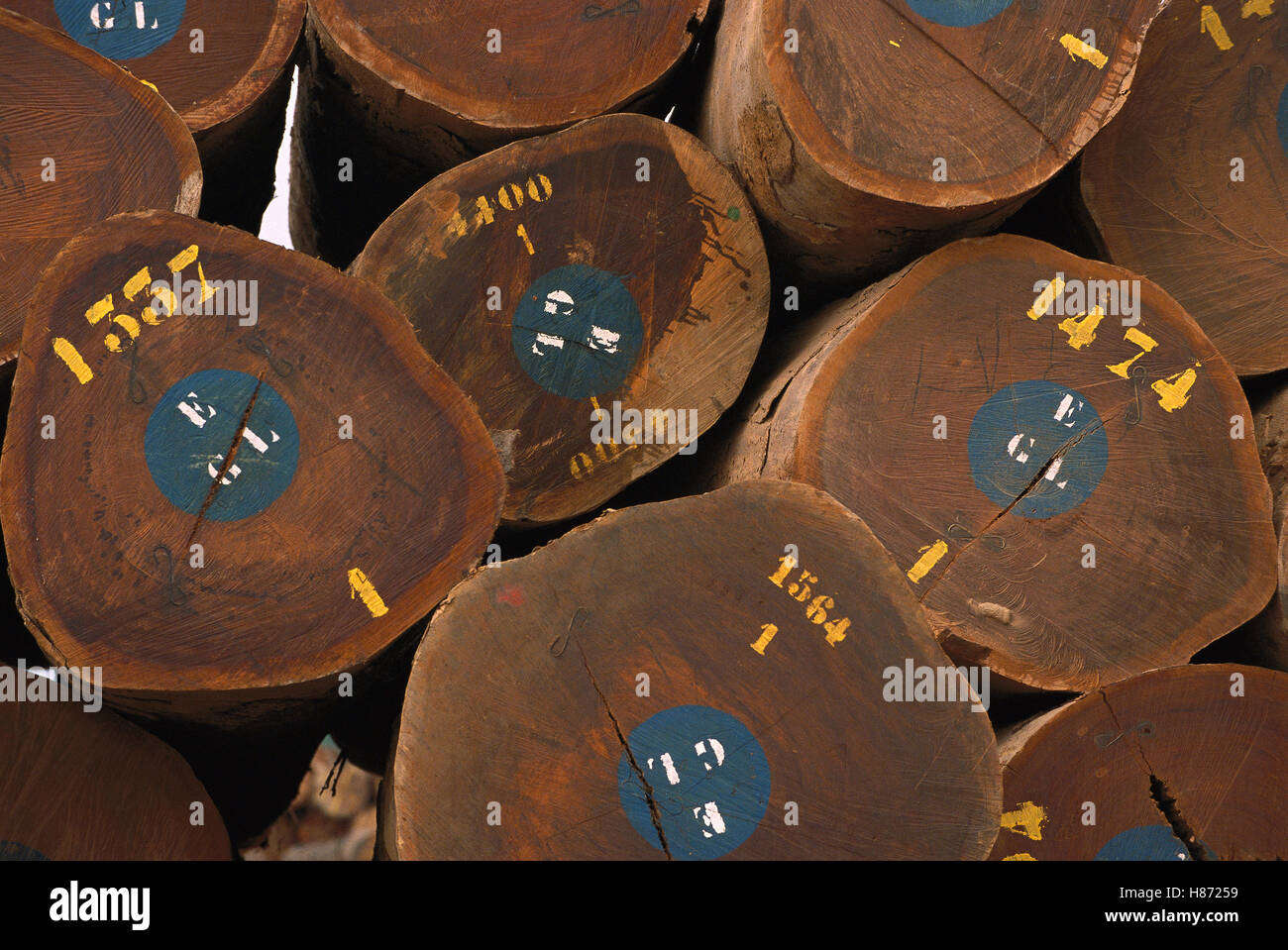Legno tropicale registri, Gabon, Africa occidentale Foto Stock