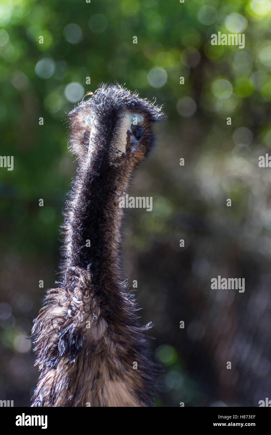 L'Uem bird da dietro, close up foto Foto Stock