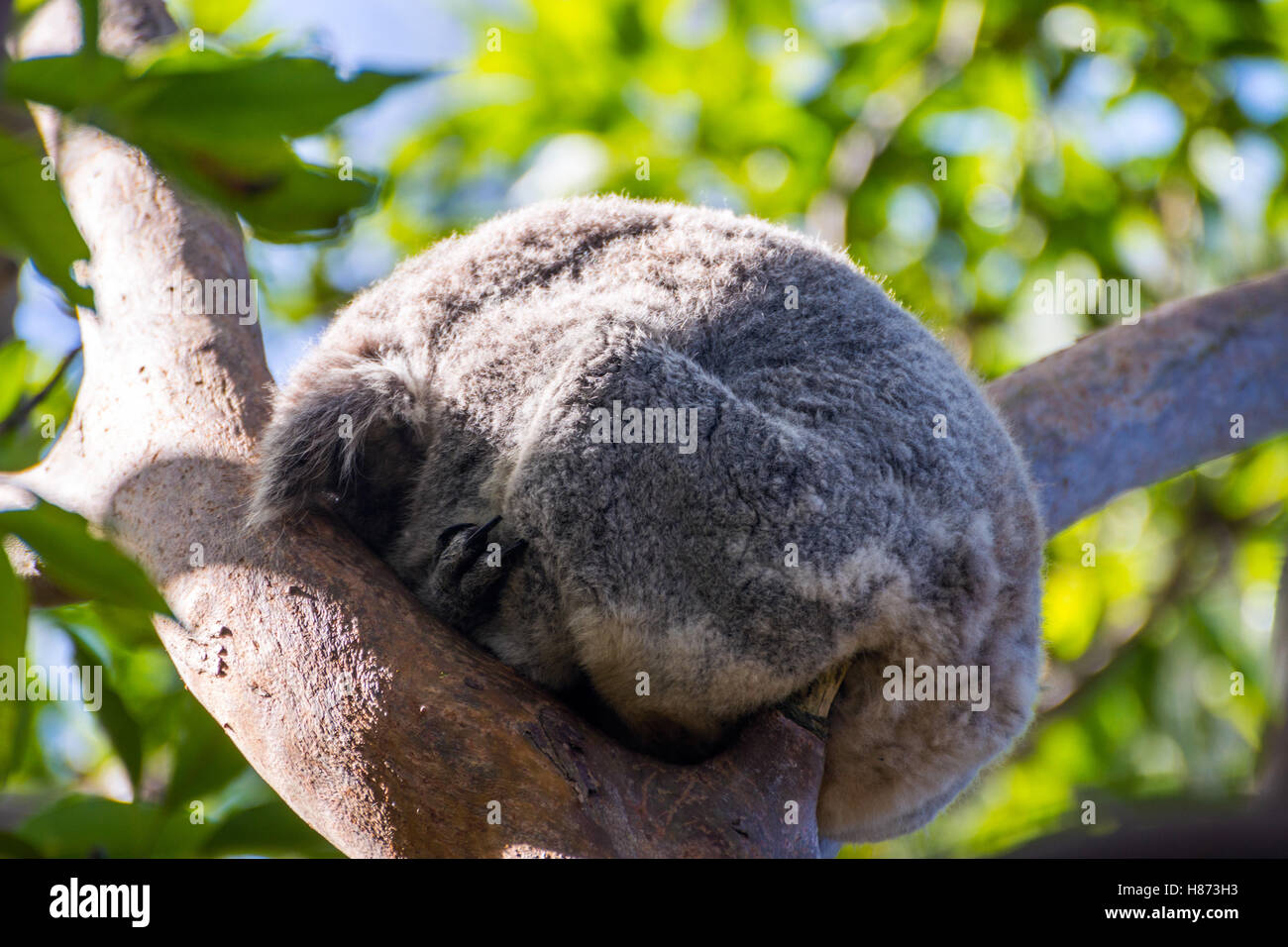 Il Koala bear dormire su di un albero di eucalipto Foto Stock