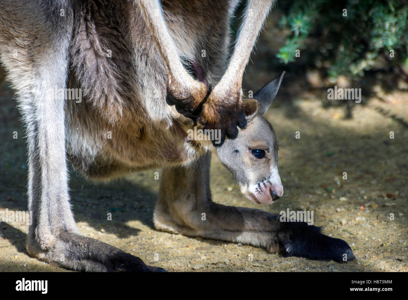 Baby canguro grigio guardando da sua madre pouch Foto Stock