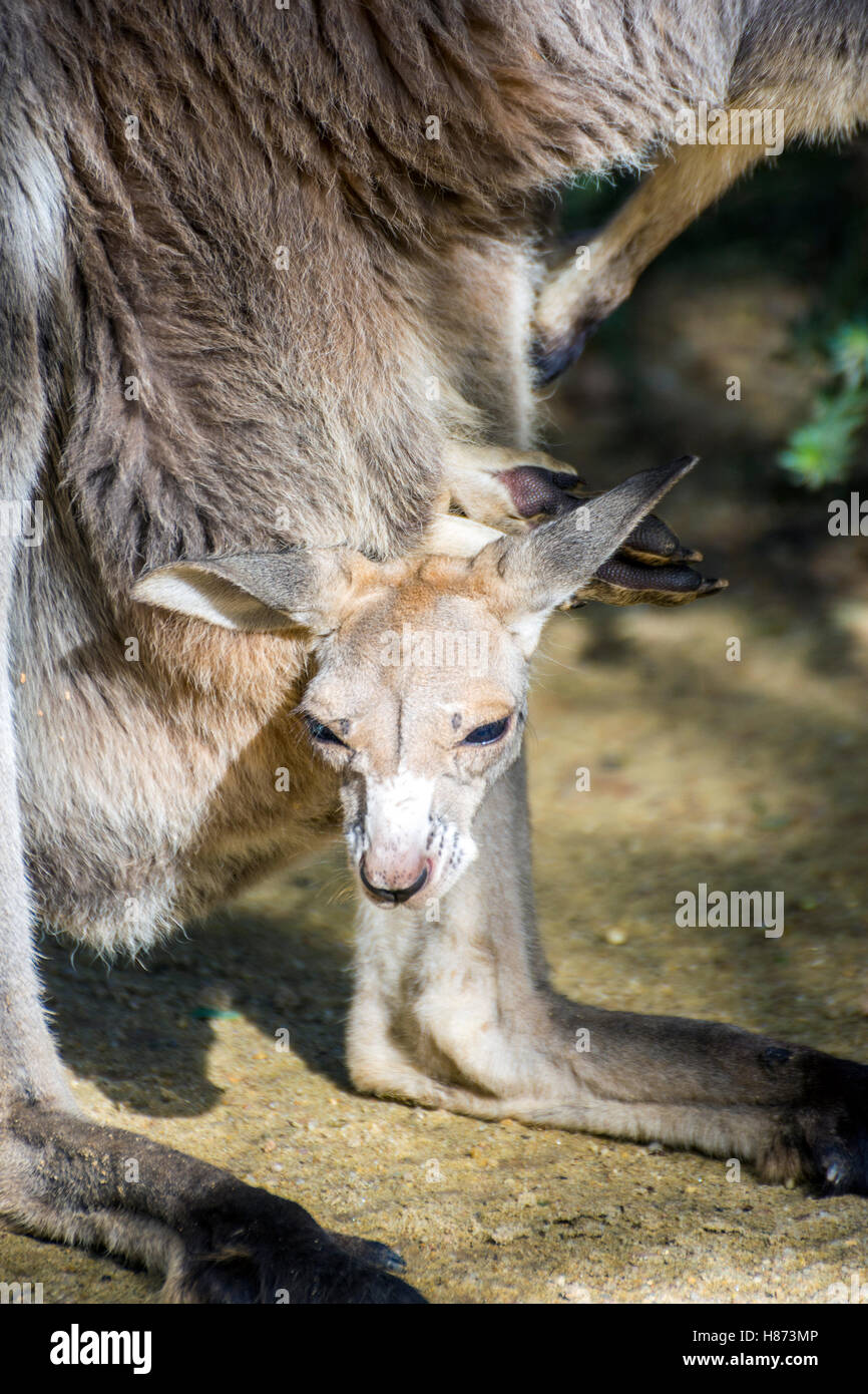 Baby canguro grigio guardando da sua madre pouch Foto Stock