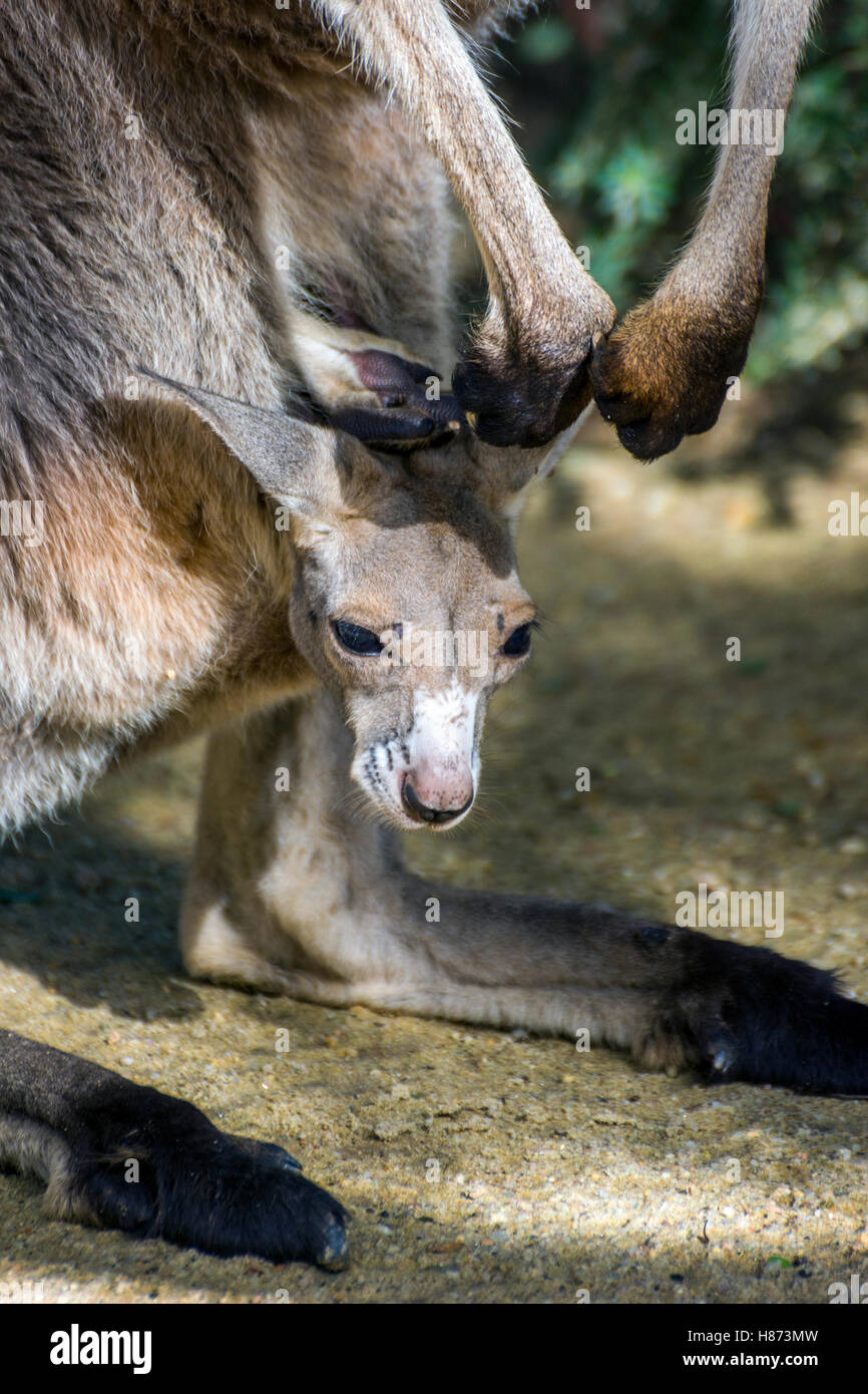 Baby canguro grigio guardando da sua madre pouch Foto Stock