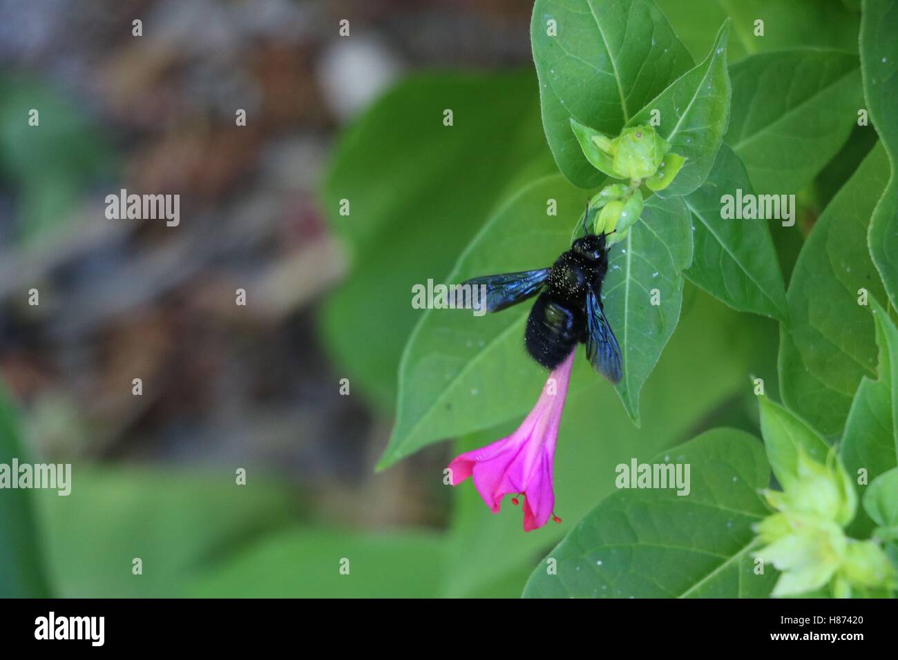 Big Black bee mangiare da un fiore rosa disponibile in alta risoluzione e di diverse dimensioni per adattarsi alle esigenze del vostro progetto Foto Stock