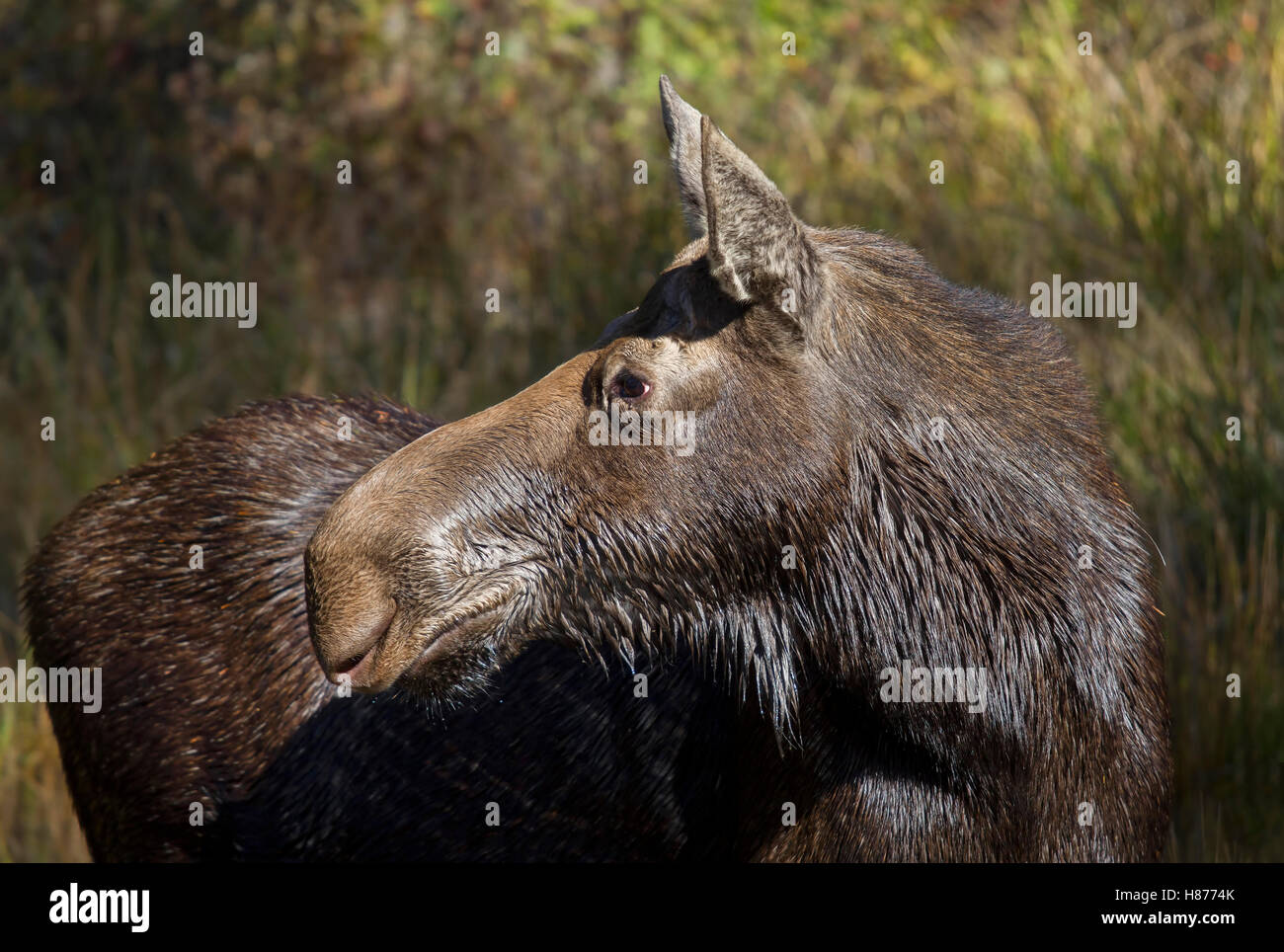 Una mucca alci pascolare in un stagno di Algonquin Park in Canada Foto Stock