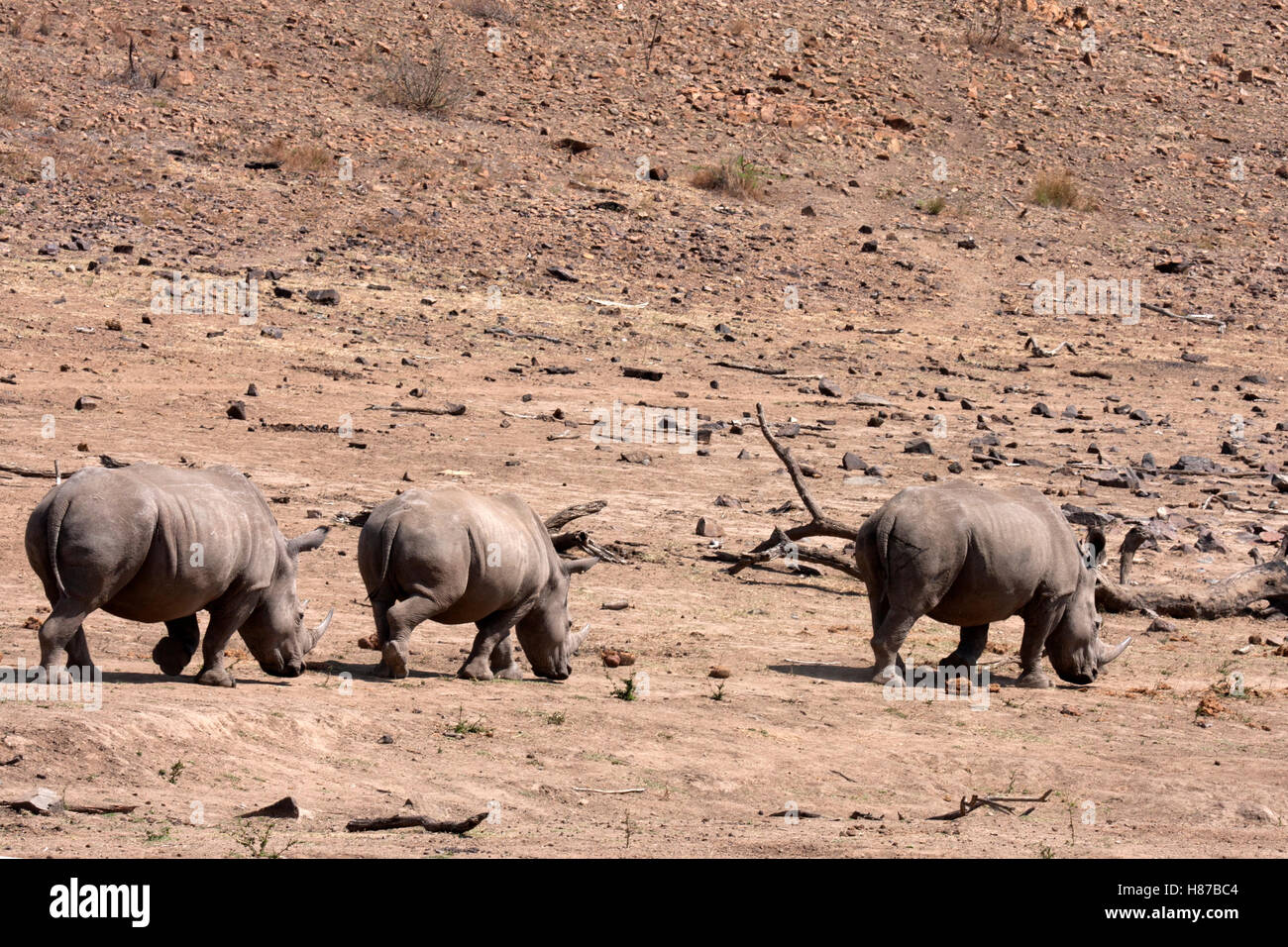 Rhino's in movimento Foto Stock