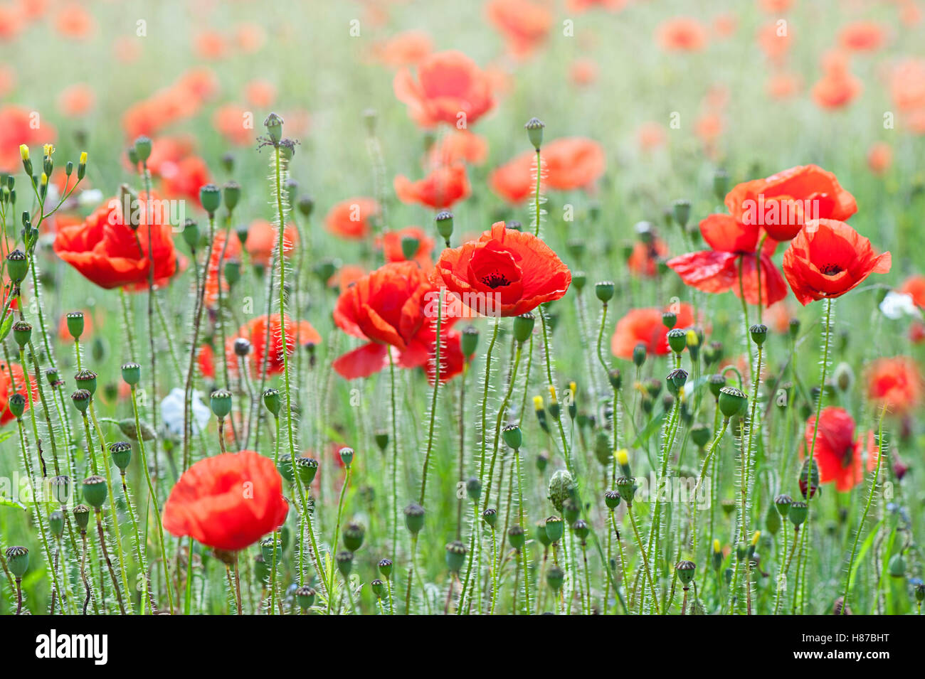 Campo rosso papavero Foto Stock