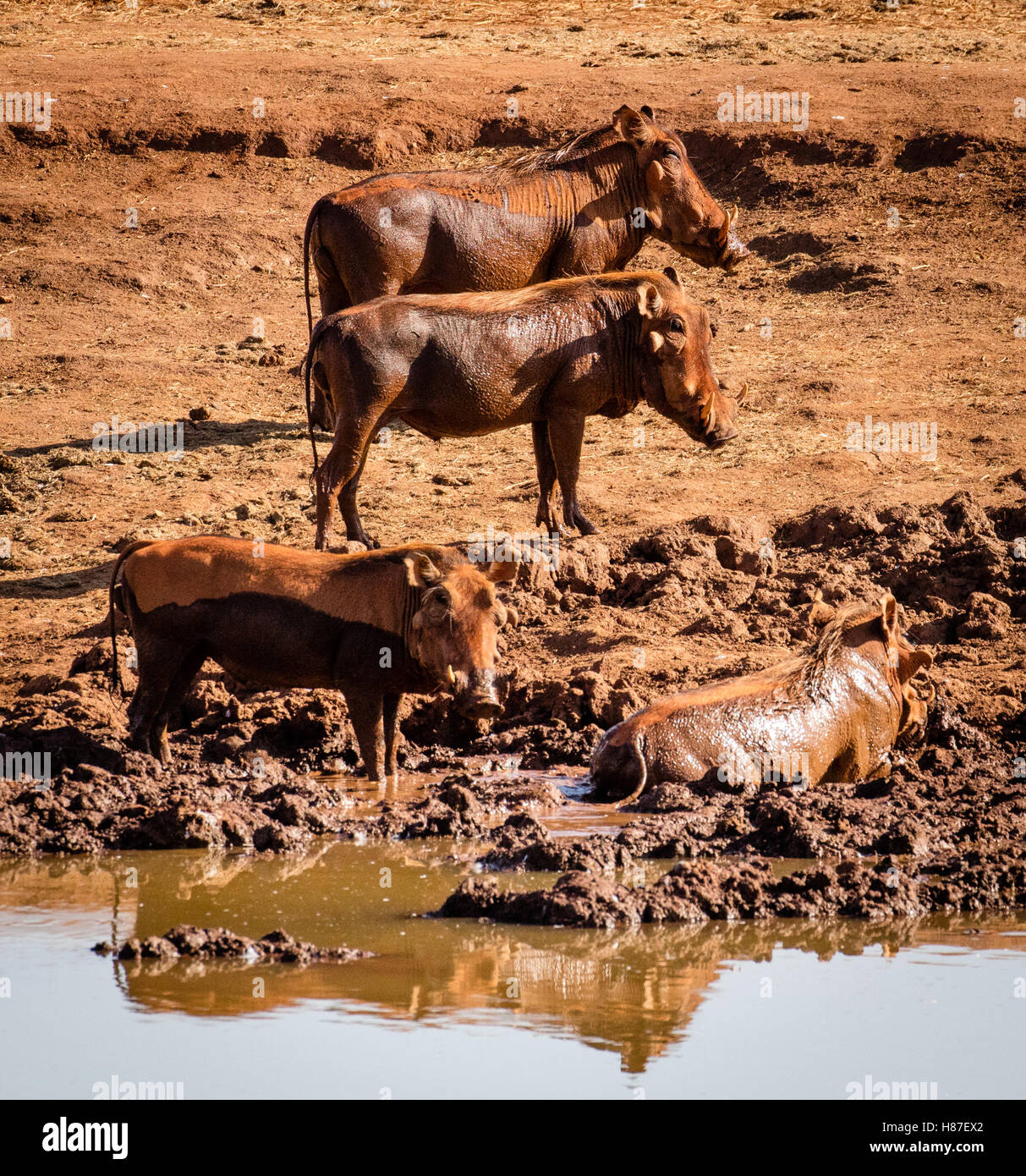 Quattro warthog uno wallowing in fango a waterhole in Tsavo National Park in Kenya Africa Foto Stock