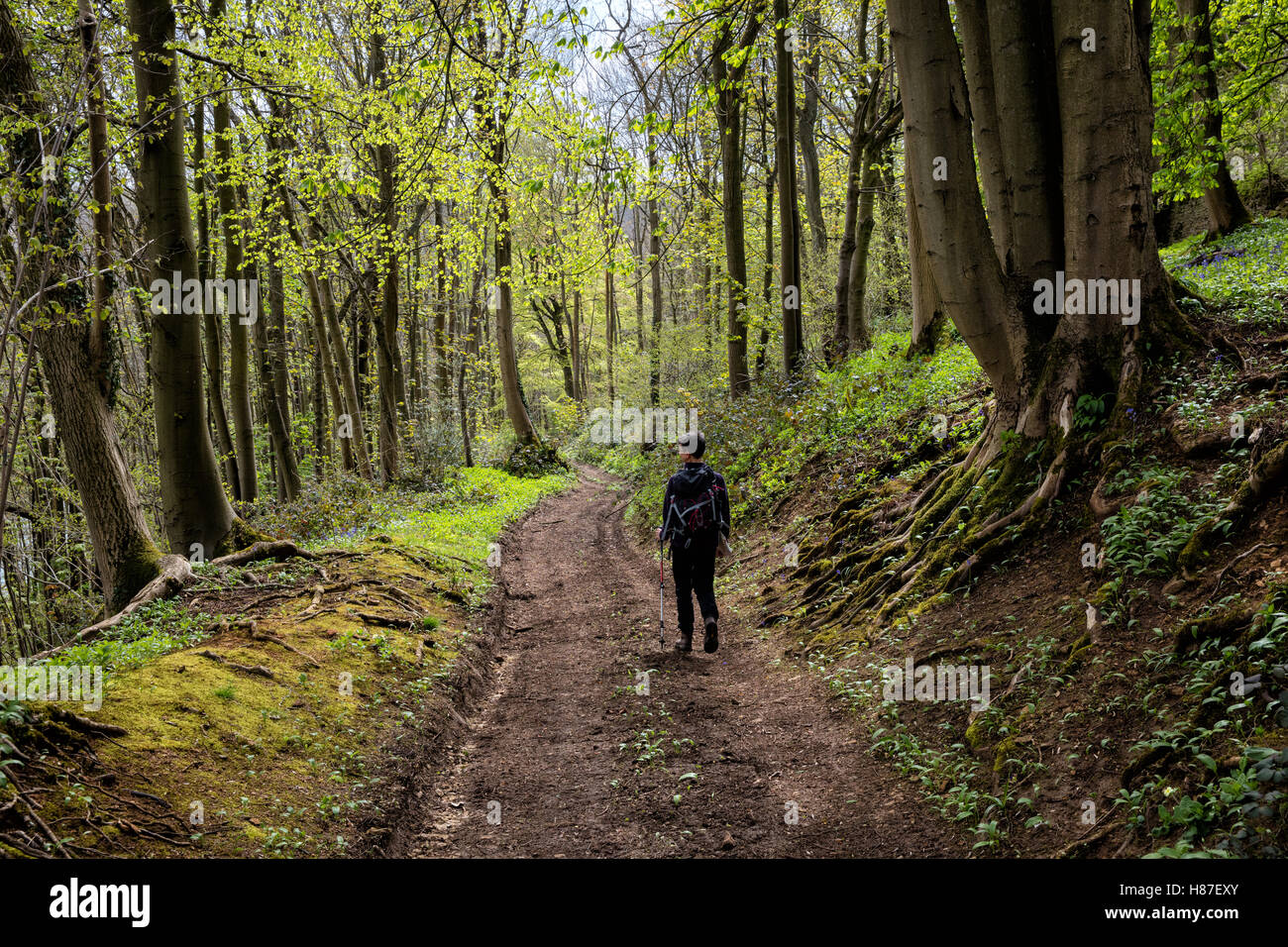 Una femmina di walker scende su di una pista attraverso il bosco di faggio nel GLOUCESTERSHIRE REGNO UNITO Foto Stock
