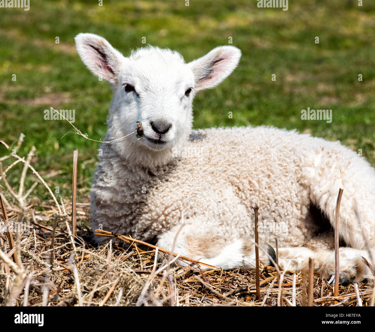 Agnello rilassato sdraiati al sole e masticare su erba secca Foto Stock