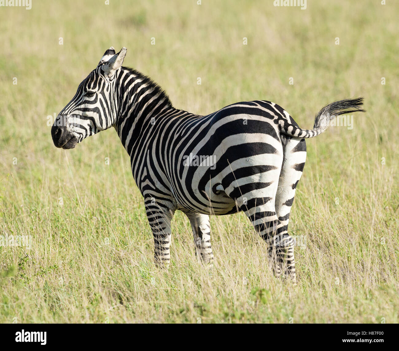 La Burchell Zebra femmina nel parco nazionale orientale di Tsavo Kenya Foto Stock