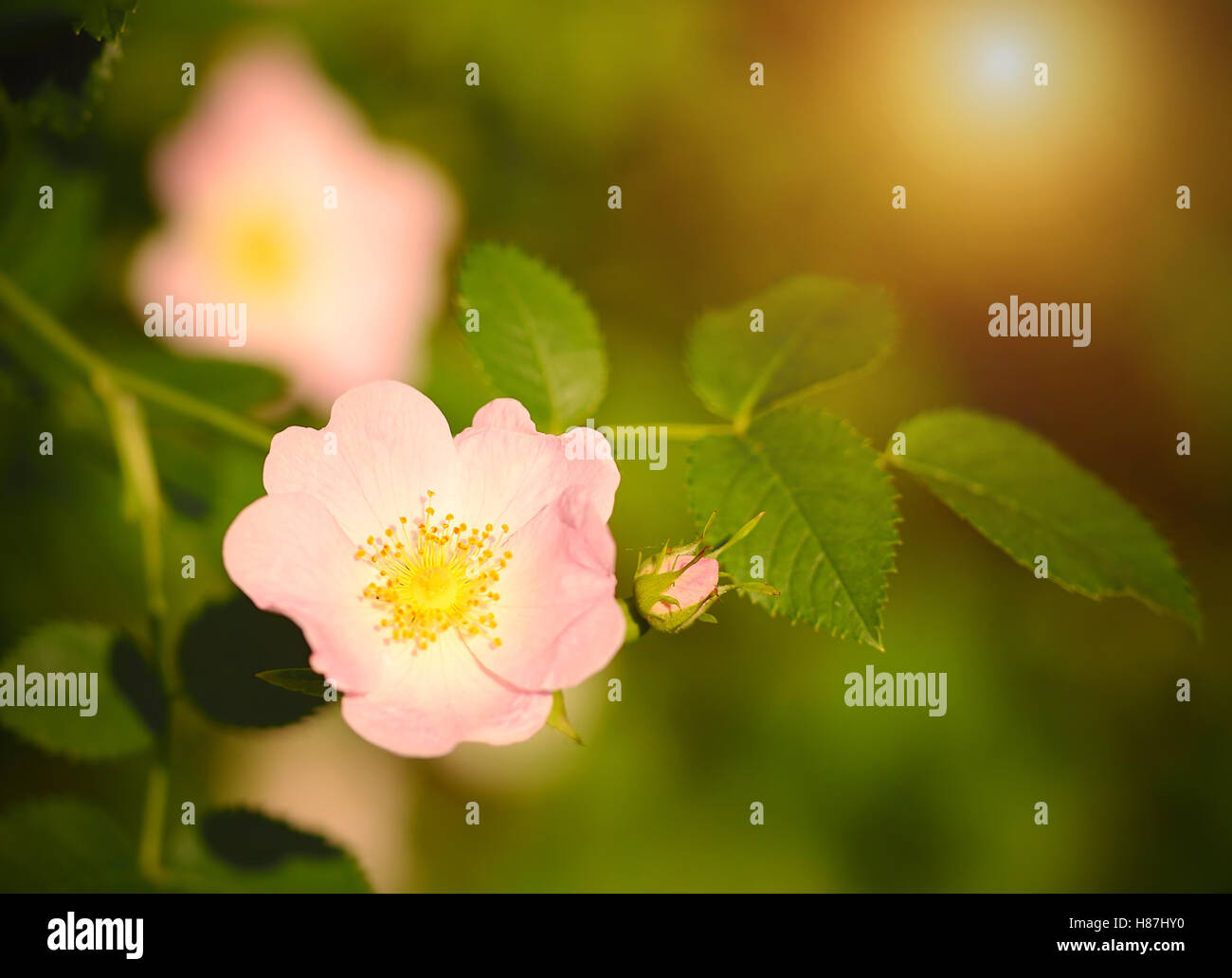 La rosa canina al tramonto in giardino Foto Stock
