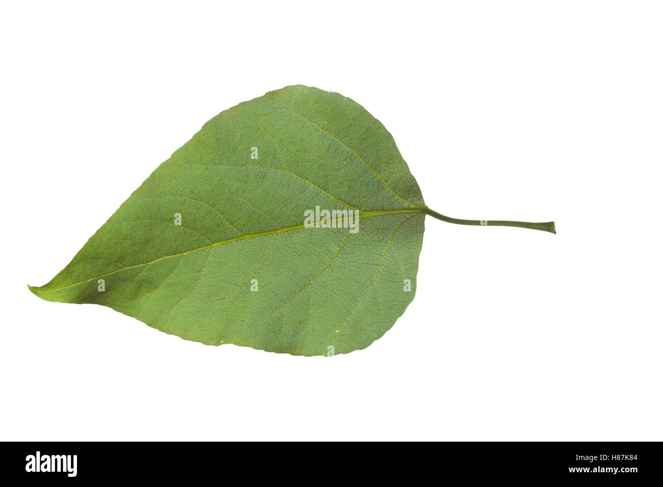 Balsam-Pappel, Balsampappel, Populus balsamifera, Populus tacamahaca, balsamo del pioppo, bam, bamtree, balsamo orientale-pioppo, hackma Foto Stock