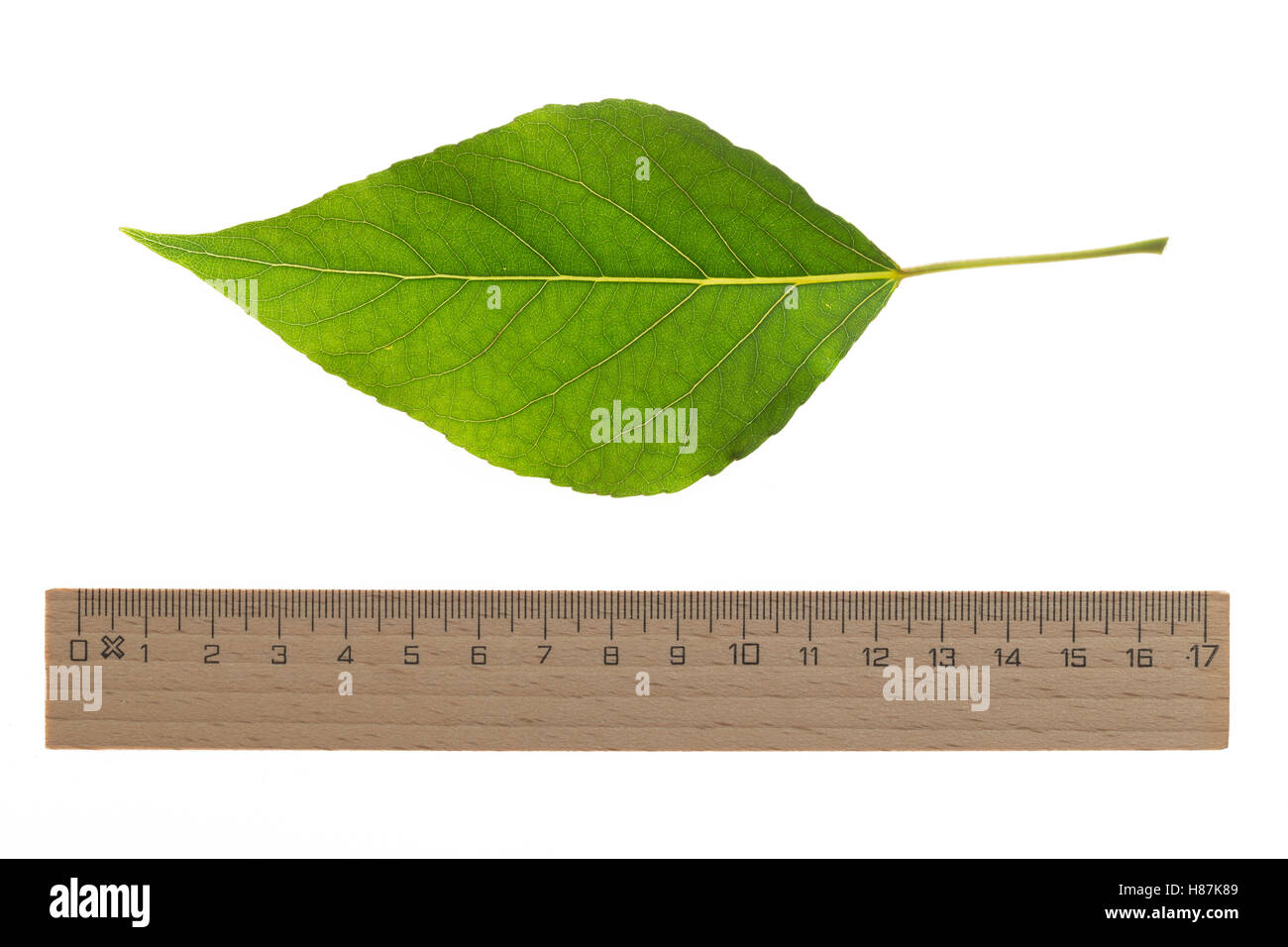 Balsam-Pappel, Balsampappel, Populus balsamifera, Populus tacamahaca, balsamo del pioppo, bam, bamtree, balsamo orientale-pioppo, hackma Foto Stock