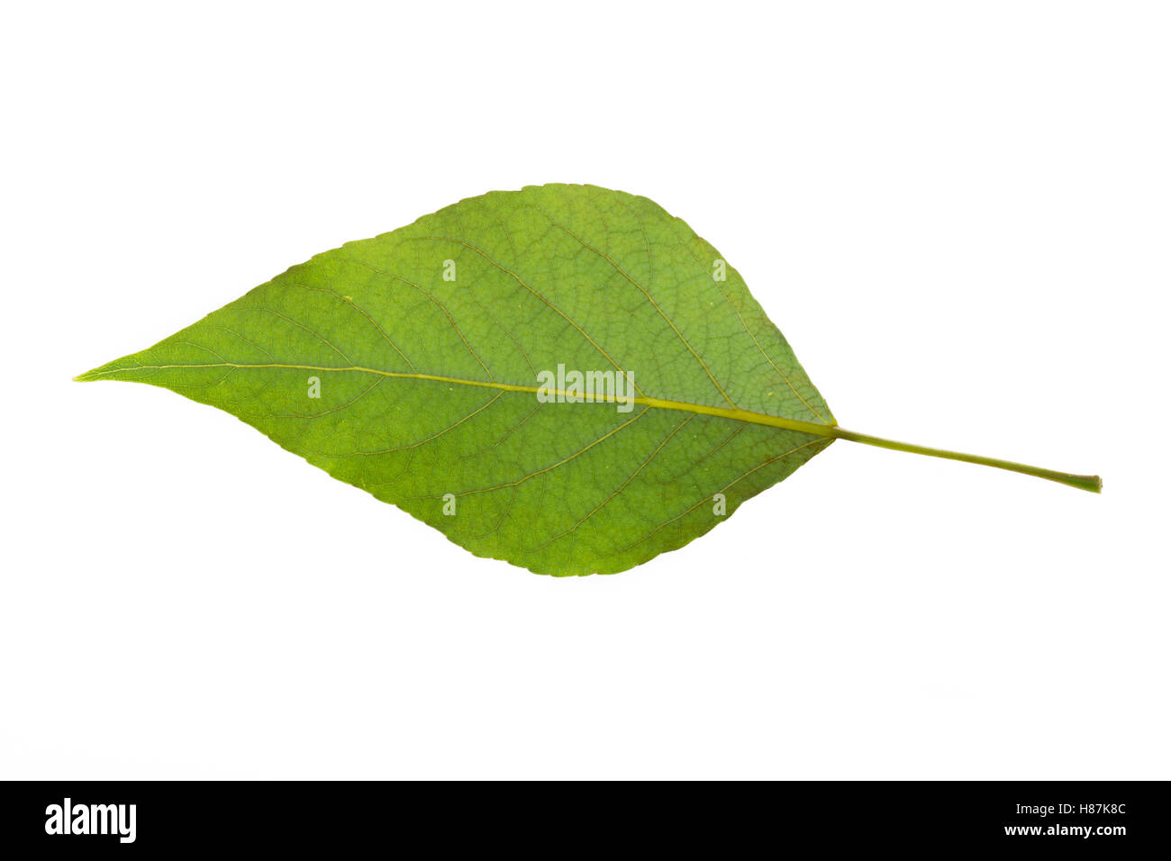 Balsam-Pappel, Balsampappel, Populus balsamifera, Populus tacamahaca, balsamo del pioppo, bam, bamtree, balsamo orientale-pioppo, hackma Foto Stock