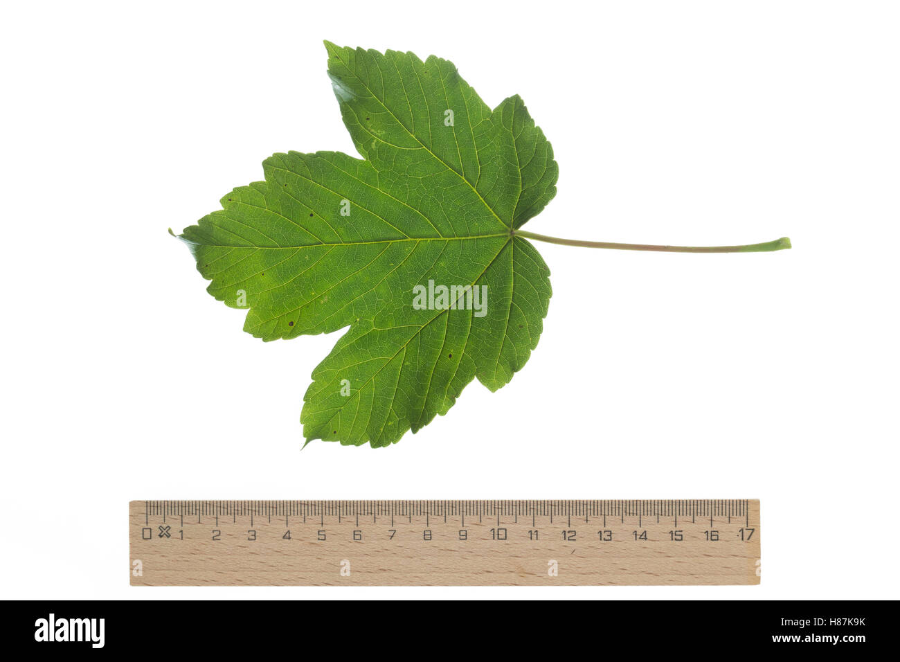 Berg-Ahorn, Bergahorn, Ahorn, Acer pseudoplatanus, Sycamore, Erable sycomore, acero di monte, l'érable sycomore. Blatt, Foto Stock