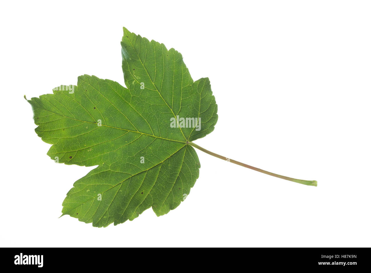 Berg-Ahorn, Bergahorn, Ahorn, Acer pseudoplatanus, Sycamore, Erable sycomore, acero di monte, l'érable sycomore. Blatt, Foto Stock