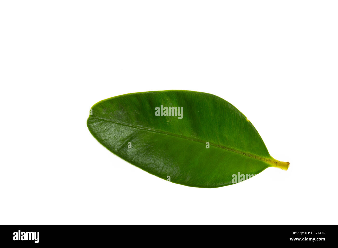 Buchsbaum, Buchs, Buxus sempervirens, comune box, box europea, bosso, buis commun, buis toujours vert. Blatt, Blätter, foglia, Foto Stock