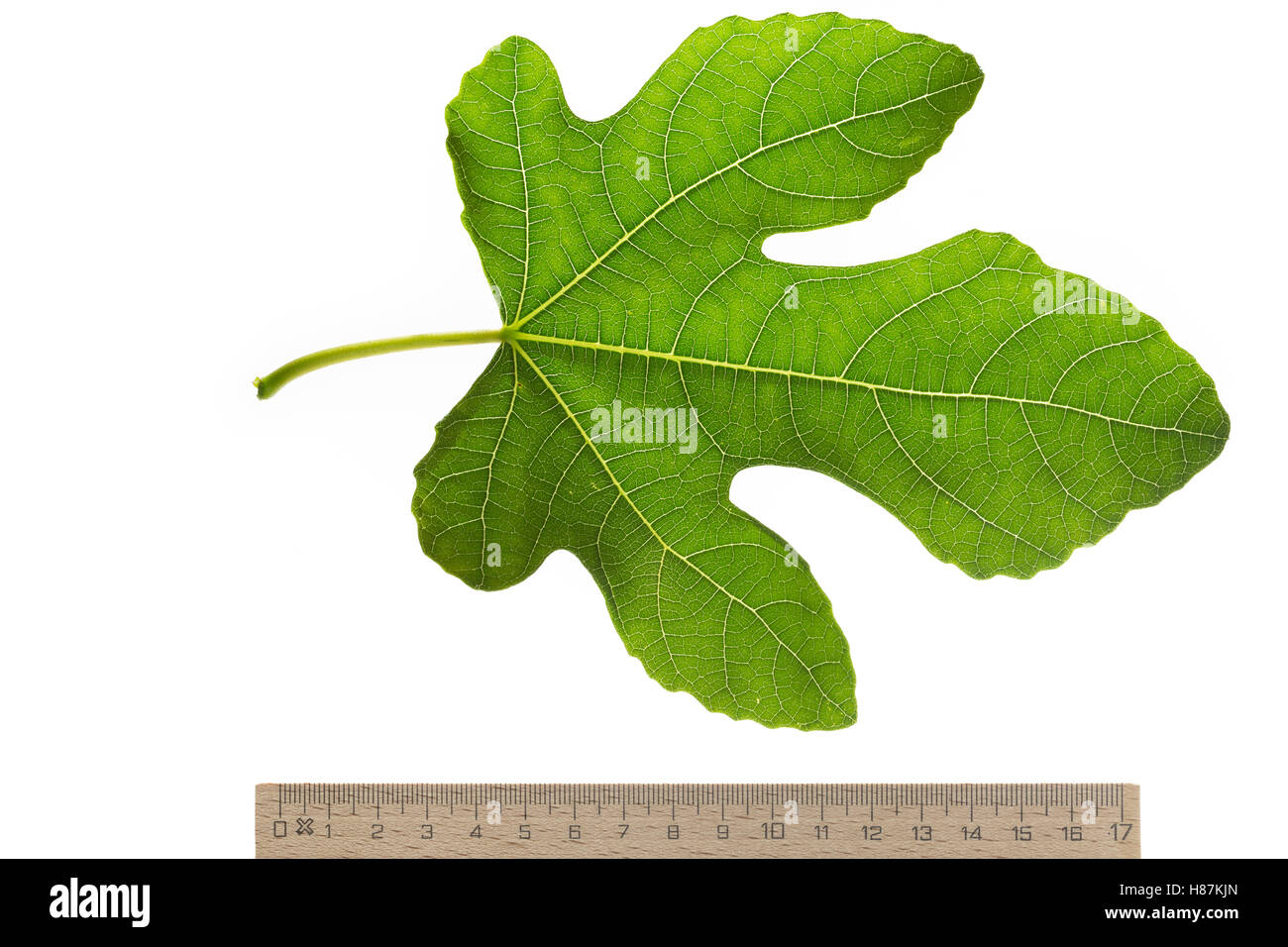 Feige, Echte Feige, Feigenbaum, Feigenblatt, Ficus carica, Fig, Figuier, Figuier commestibile, Figuier commun. Blatt, Blätter, lea Foto Stock