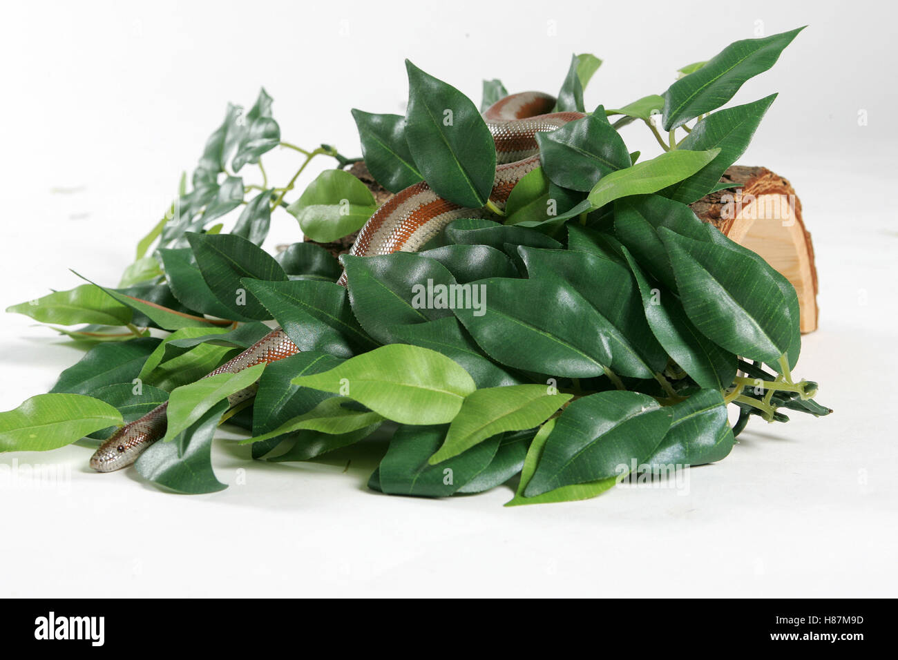 Il mais serpente slithering attraverso foglie verdi Foto Stock
