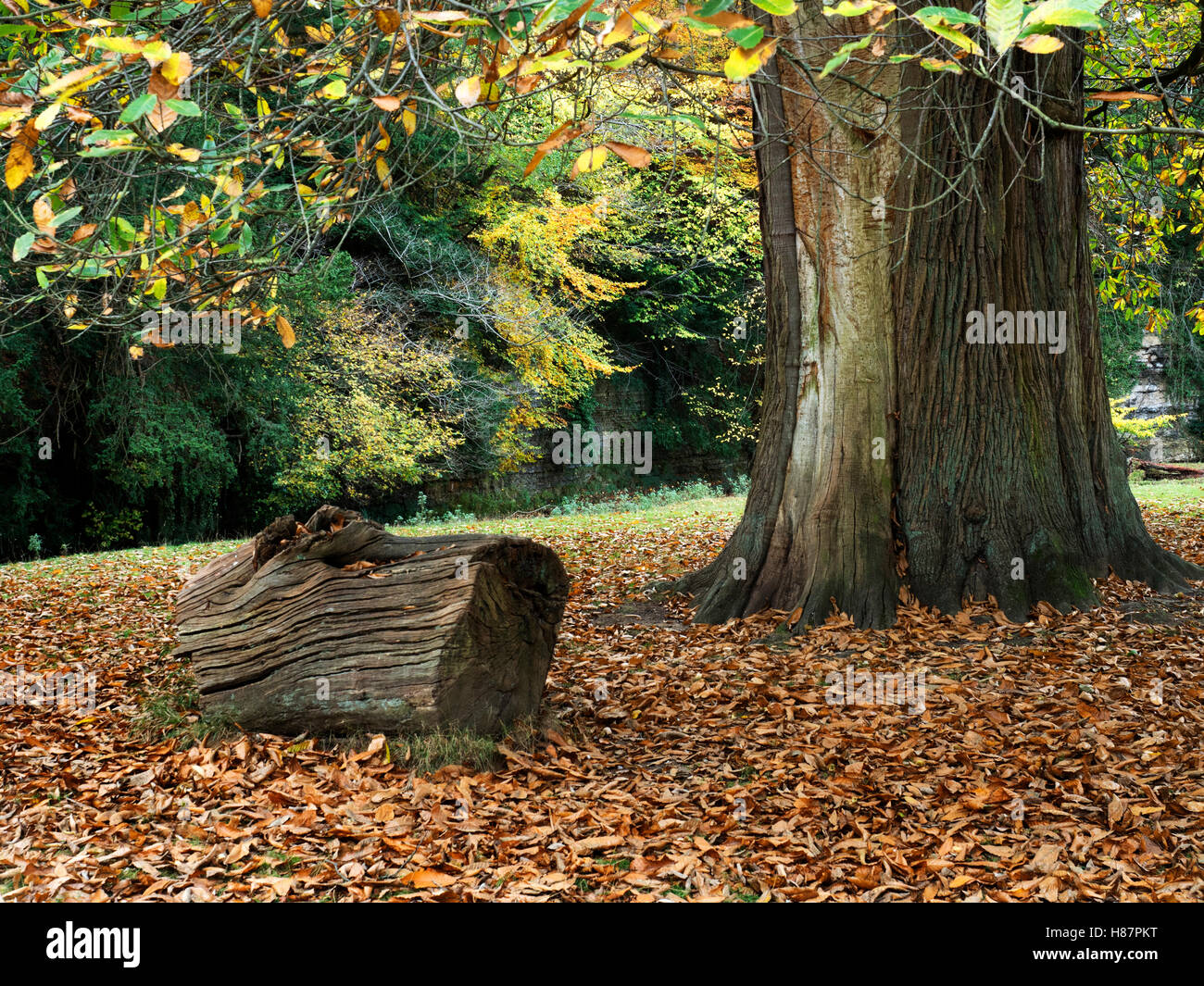 Log e caduta foglie sotto un albero autunno in sette ponti Valle Studley Royal Ripon Inghilterra Yorkshire Foto Stock