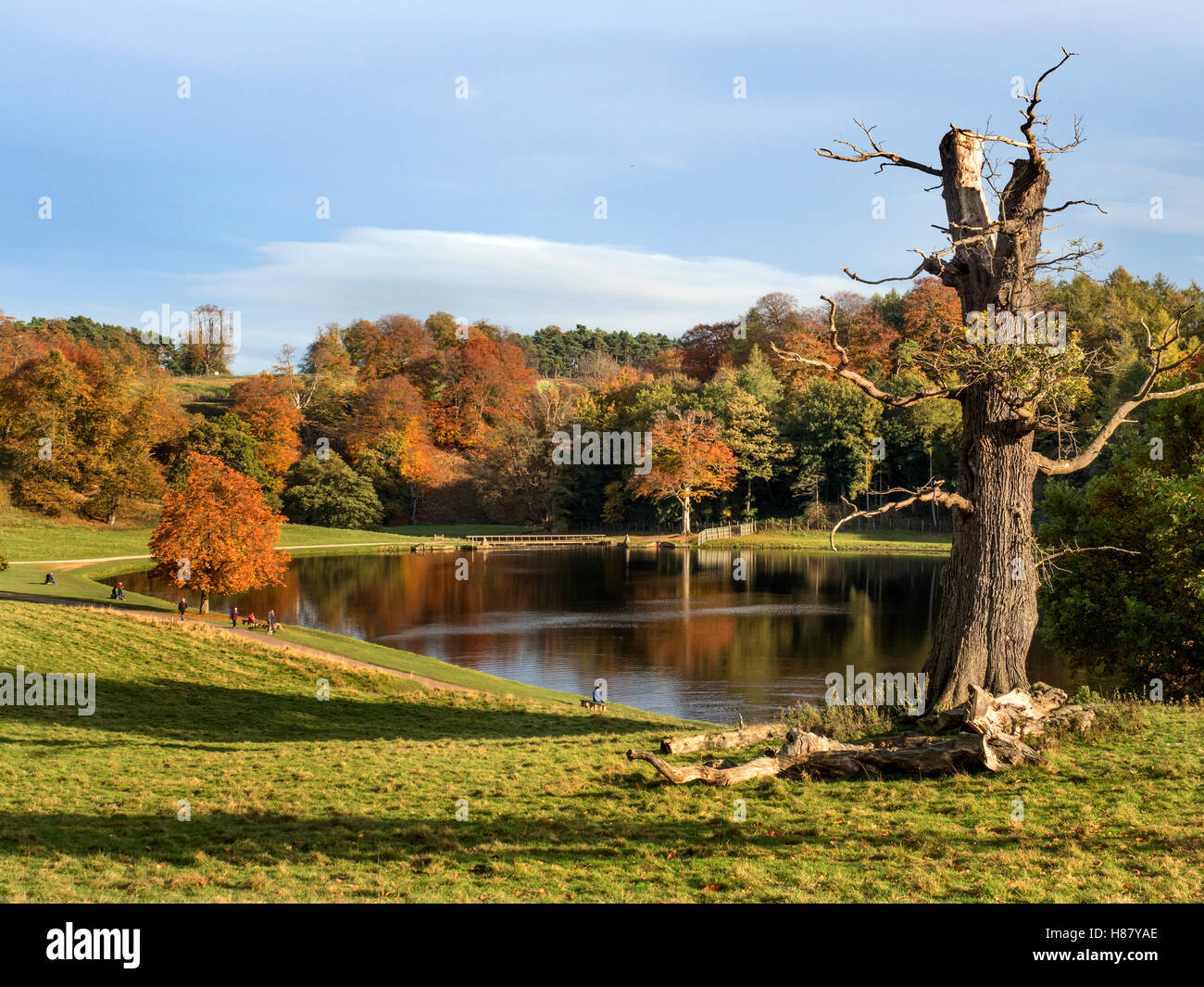 Vecchio albero sopra il lago a Studley Royal in autunno dello Yorkshire Ripon Inghilterra Foto Stock
