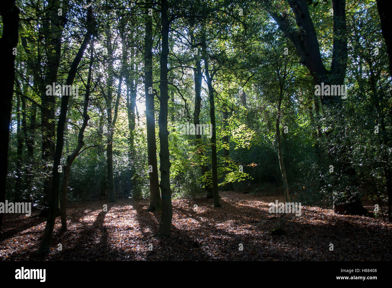 Sera La luce del sole splende attraverso gli alberi in Sutton Park, Sutton Coldfield, West Midlands, Inghilterra. Foto Stock