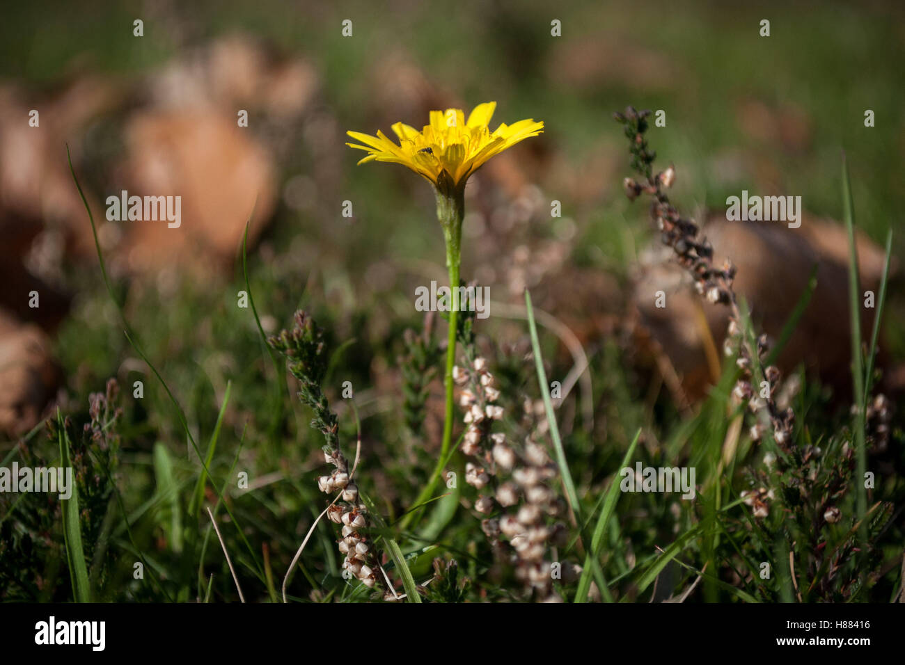 Un fiore giallo tra i colori autunnali a Sutton Park, Sutton Coldfield, West Midlands, Inghilterra. Foto Stock