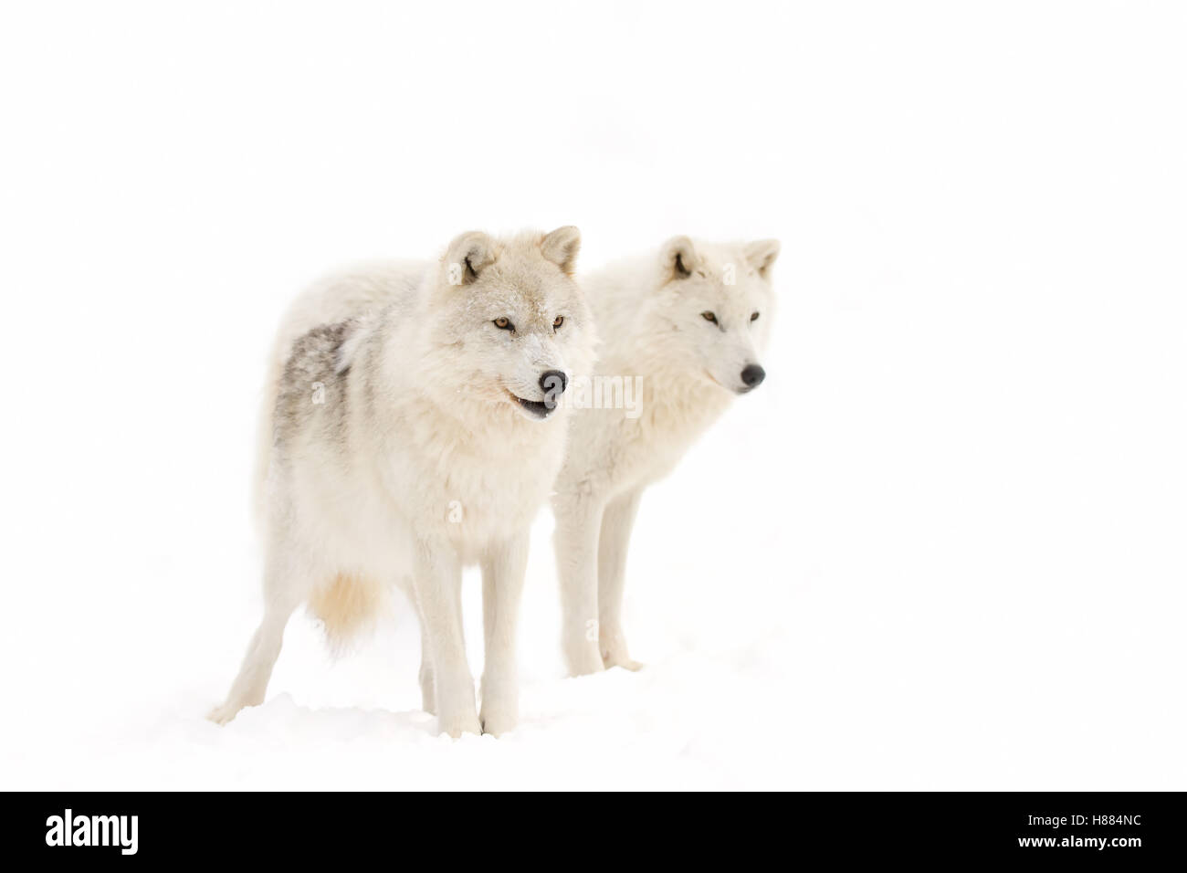 Arctic lupi in piedi nella neve invernale in Canada Foto Stock