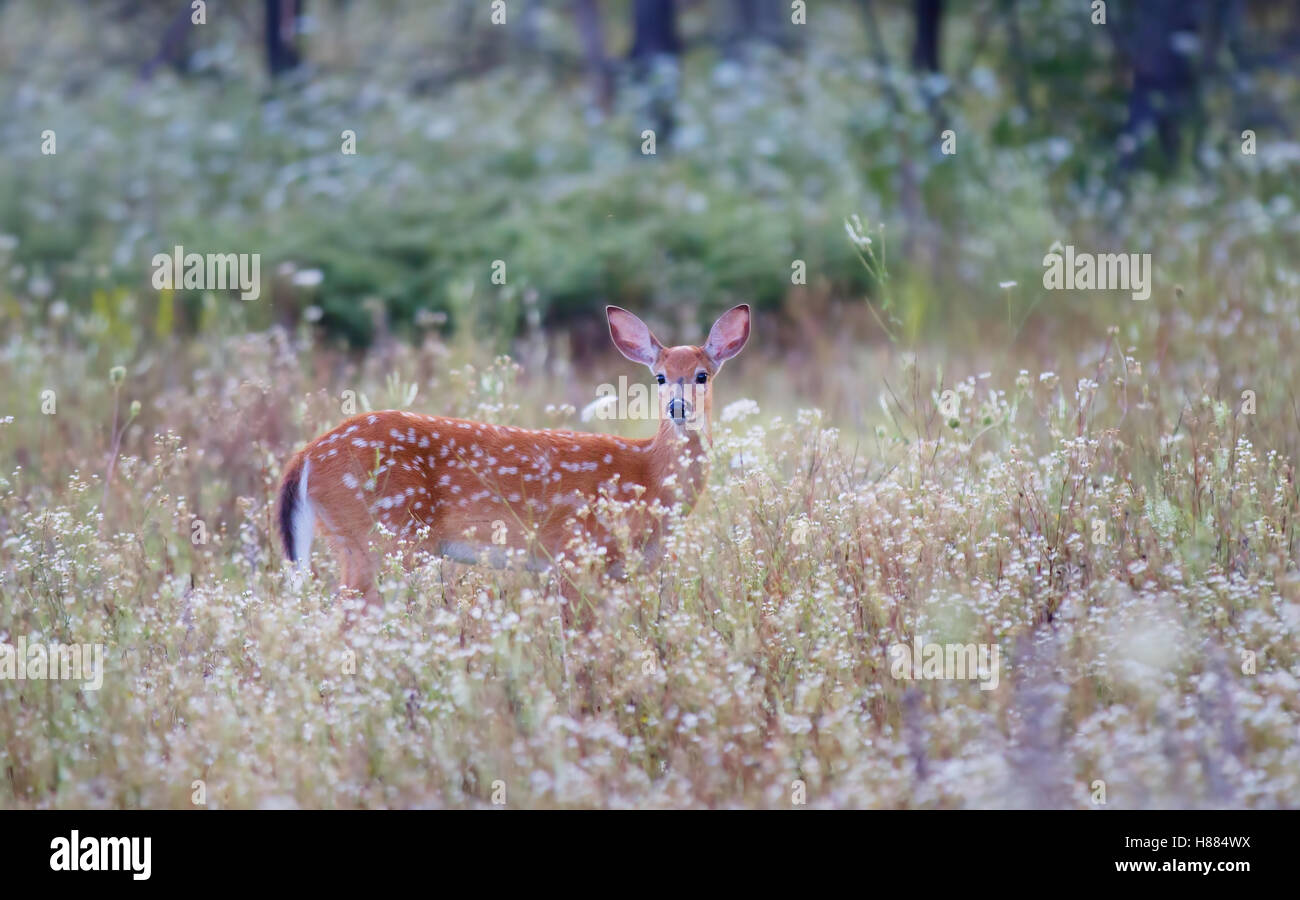 White-Tailed Deer Fawn in un prato in Canada Foto Stock