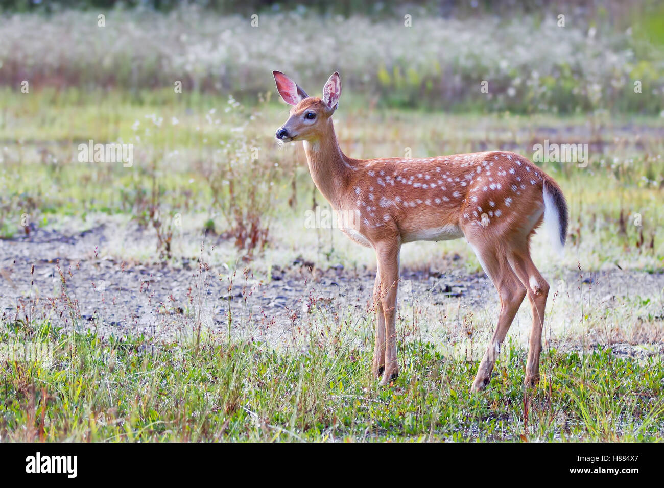 White-Tailed Deer Fawn nel prato in Canada Foto Stock