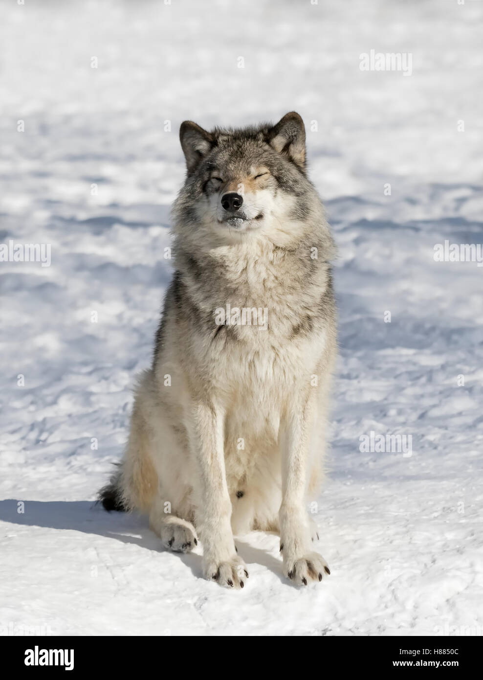Legname o Lupo Lupo (Canis lupus) in inverno la neve in Canada Foto Stock