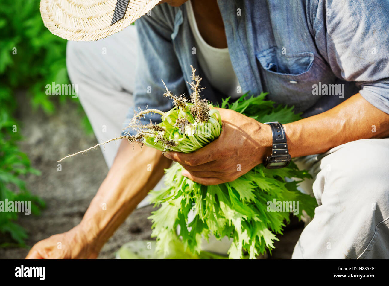 Un ma lavora in una serra la raccolta di un prodotto commerciale, il mizuna ortaggio. Foto Stock