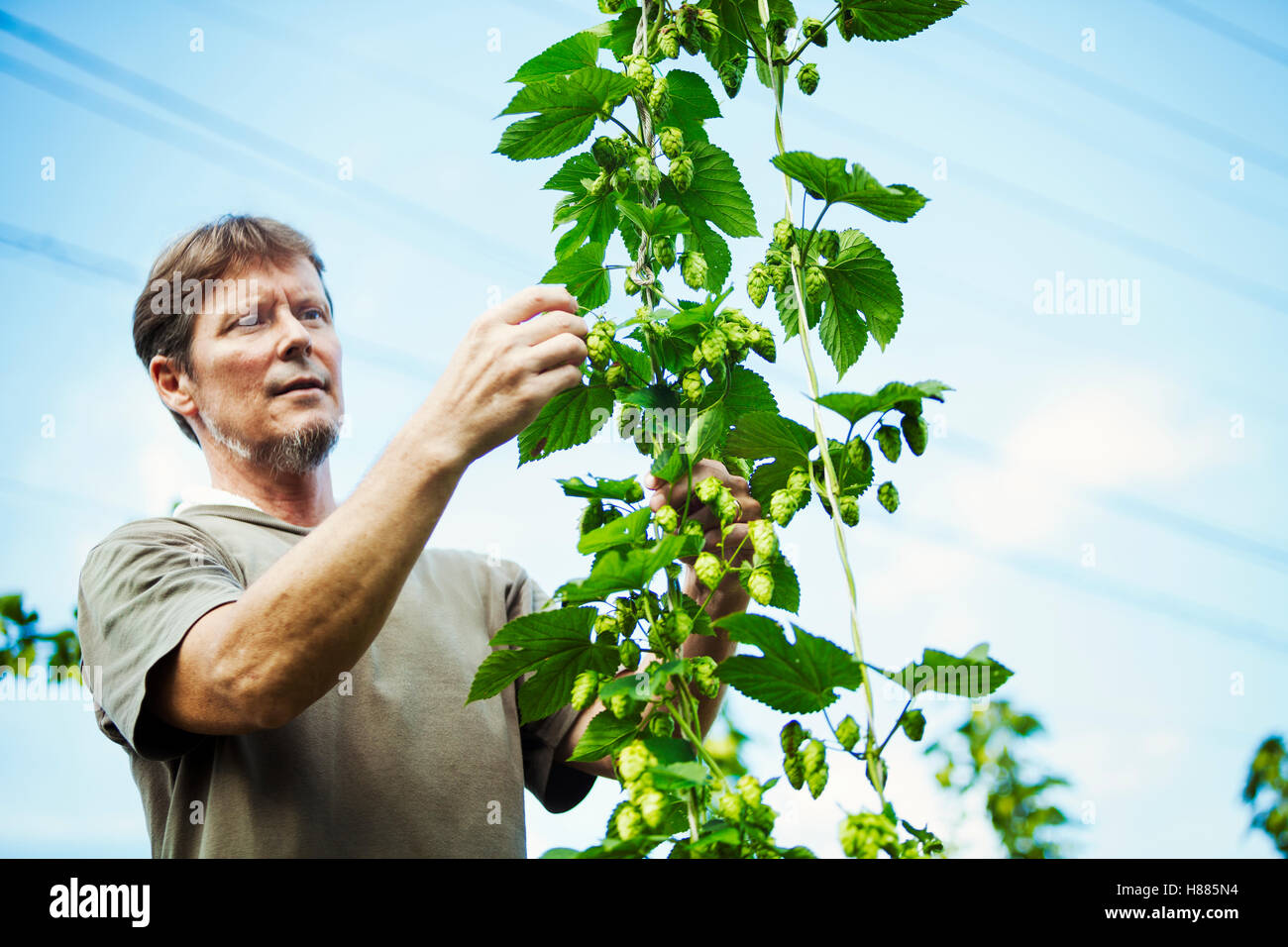 Uomo in piedi all'aperto, picking luppolo da un alto fiorente vite con foglie verdi e a forma di cono, fiori per aromatizzare la birra. Foto Stock