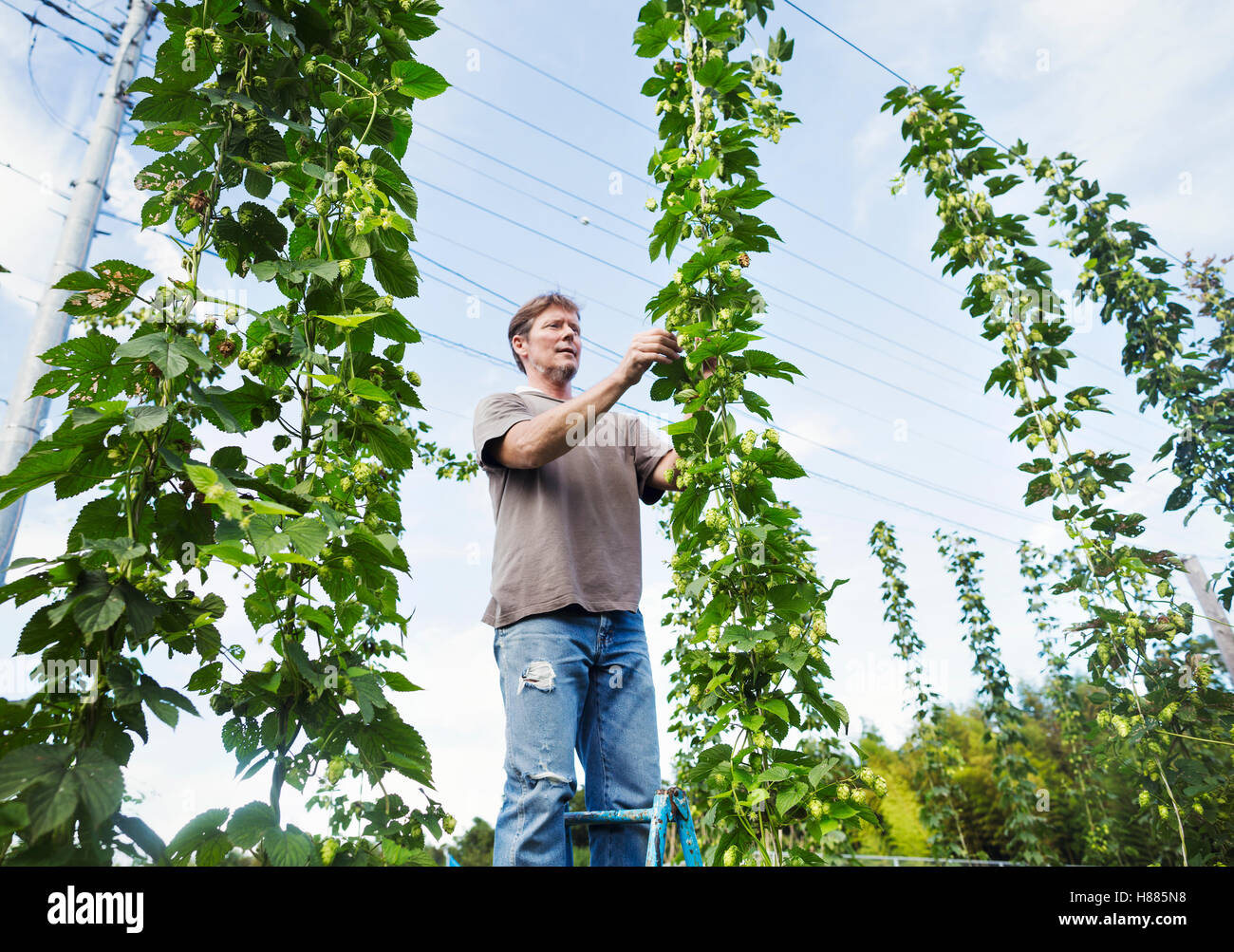 Uomo in piedi all'aperto, picking luppolo da un alto fiorente vite con foglie verdi e a forma di cono, fiori per aromatizzare la birra. Foto Stock