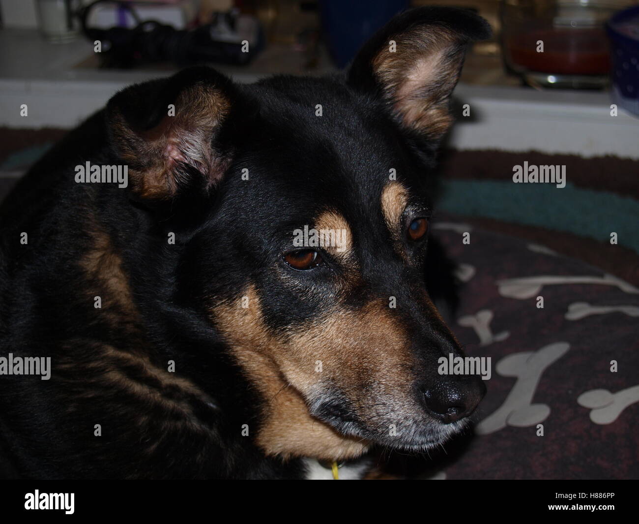 Croce Collie Razza Dog Face ritratto Foto Stock