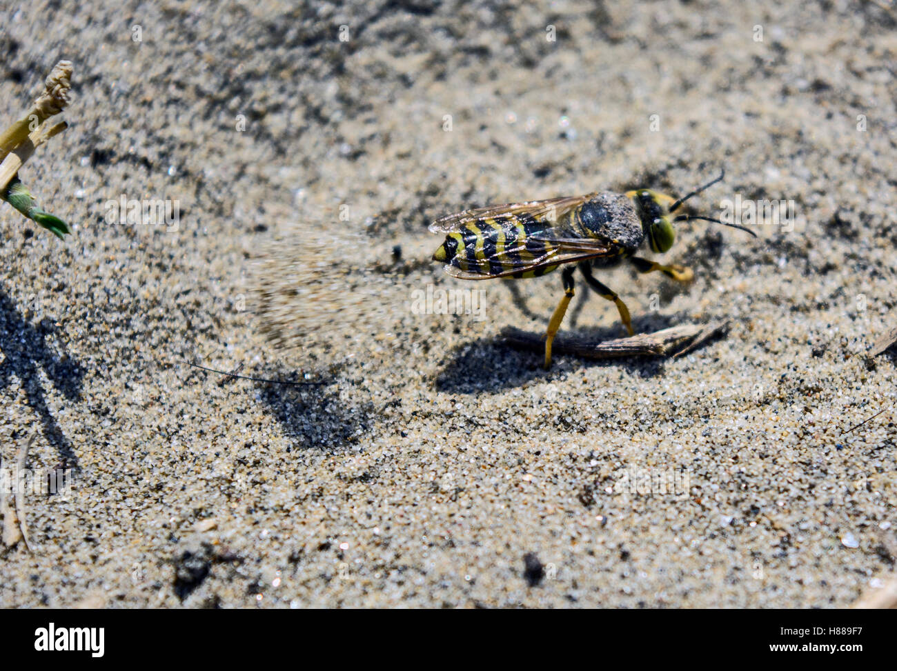 Insetto Wasp scava nella sabbia sulla spiaggia. Foto Stock