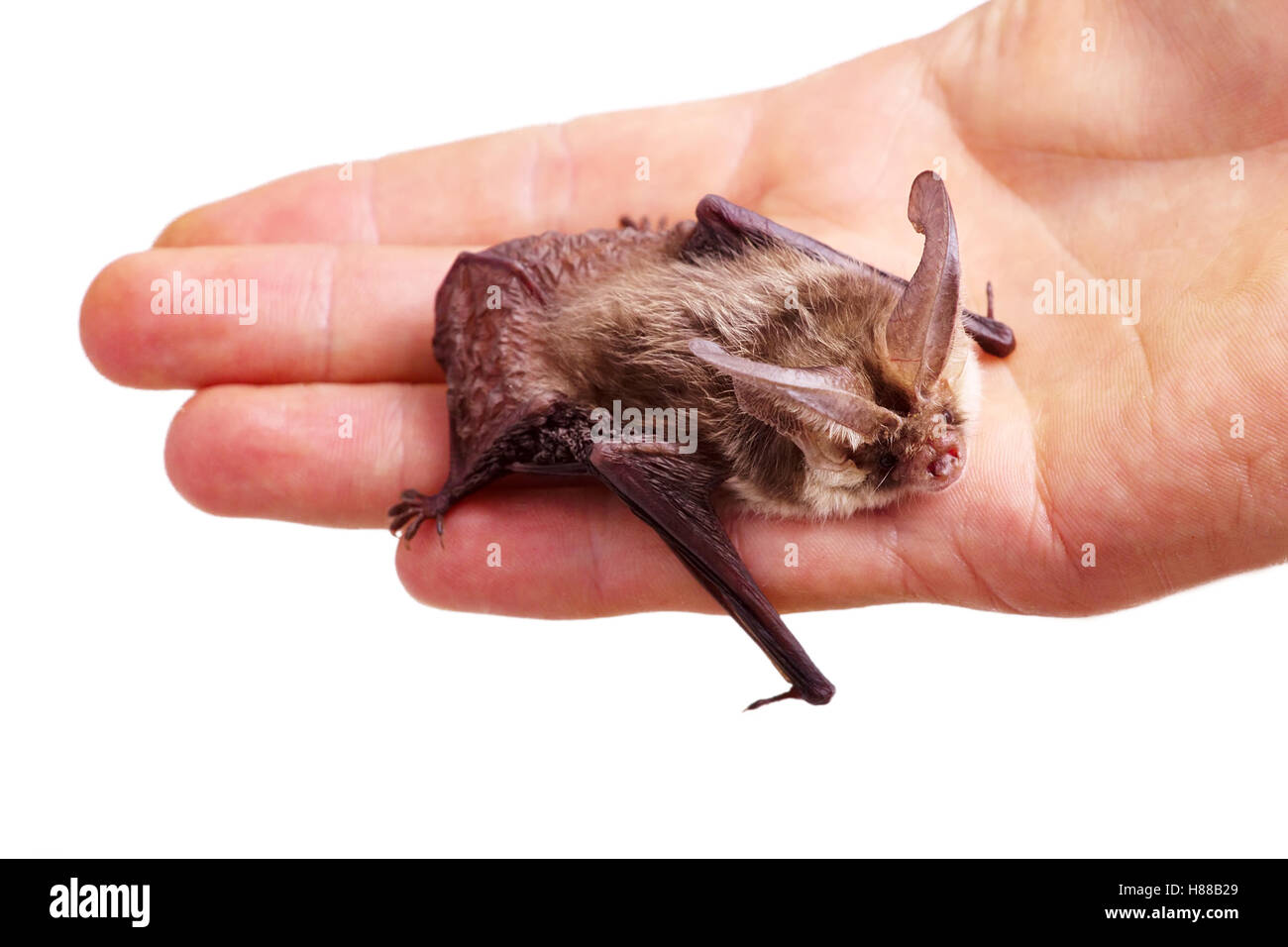 Bat close up su un lato Foto Stock