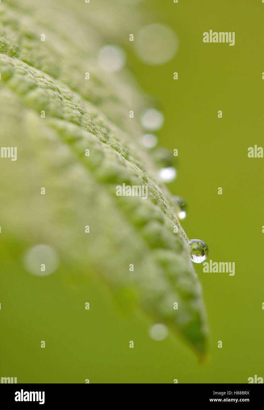 Foglie con gocce di acqua di pioggia Foto Stock