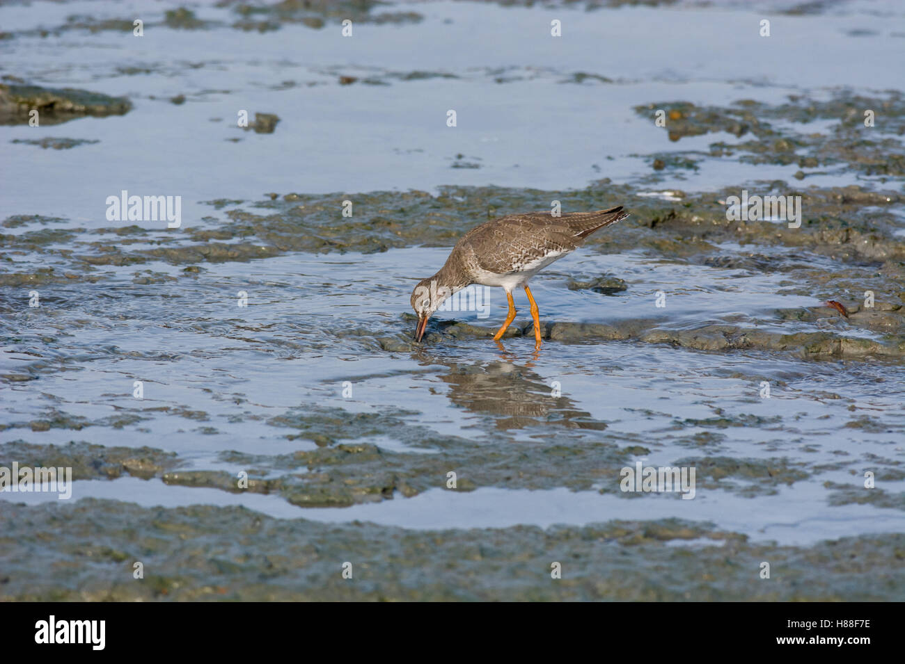 Ampia vista di habitat di un unico comune (redshank Tringa totanus) alimentazione in piscine poco profonde di acqua su un open mudflat marea calante Foto Stock