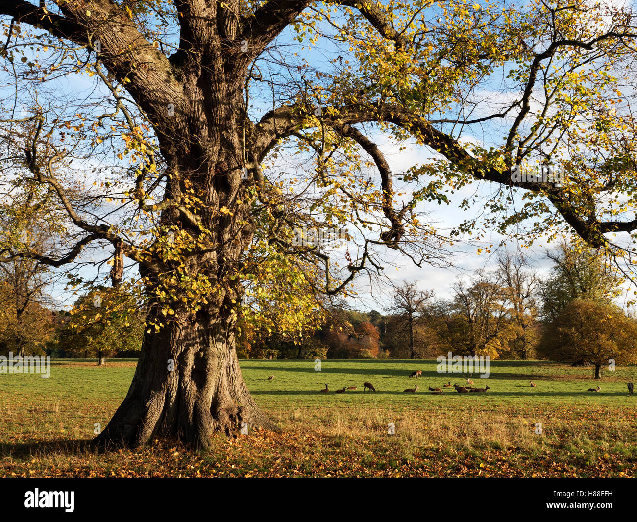 Autumn Tree e il cervo rosso in un prato di Studley Royal Ripon Inghilterra Yorkshire Foto Stock