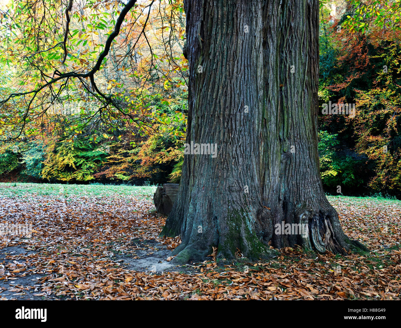 Autumn Tree in sette ponti Valle a Studley Royal Ripon Inghilterra Yorkshire Foto Stock