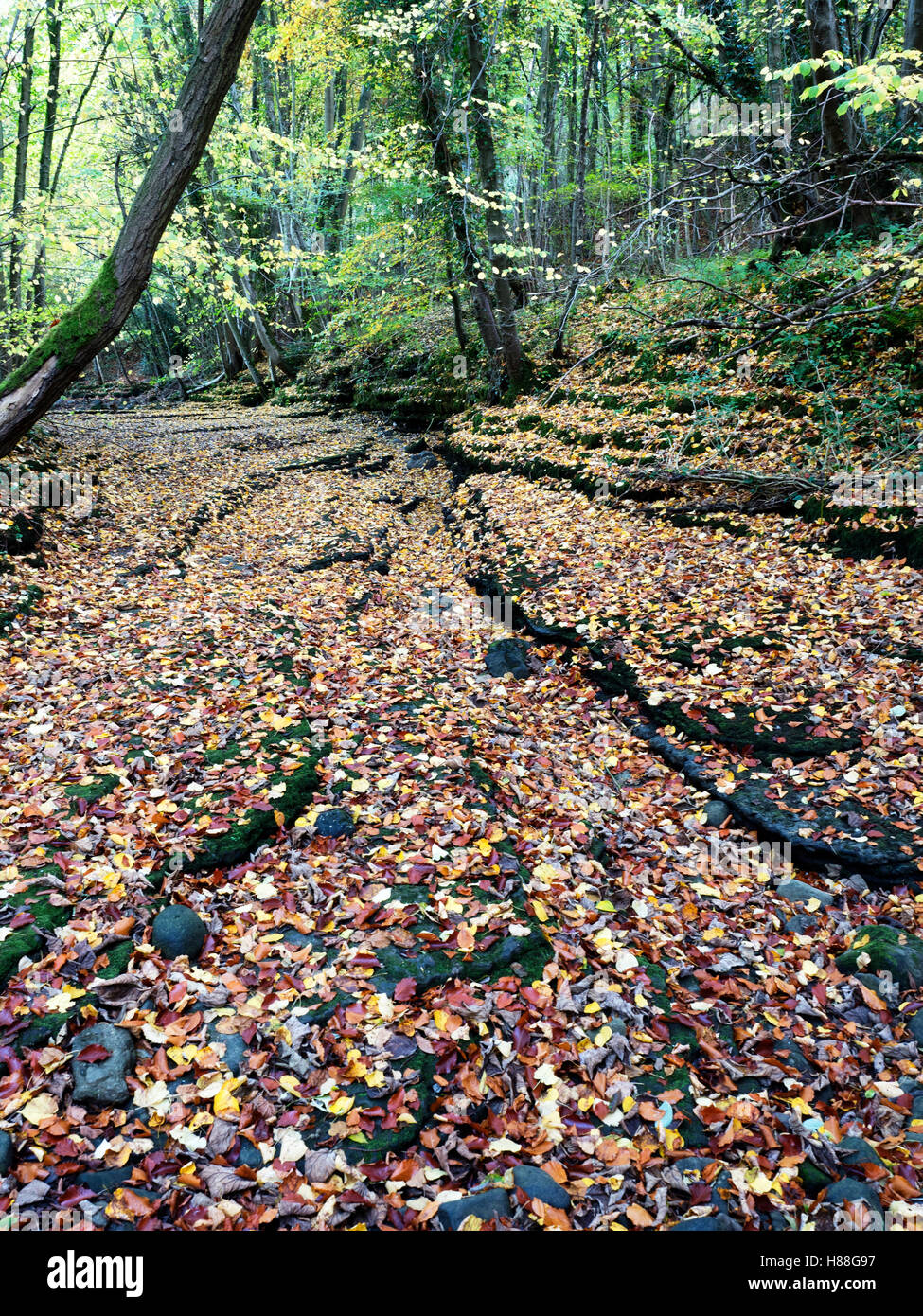 Foglie di autunno a secco di alveo del fiume Skell in legno cinese vicino a Studley Royal Ripon Inghilterra Yorkshire Foto Stock