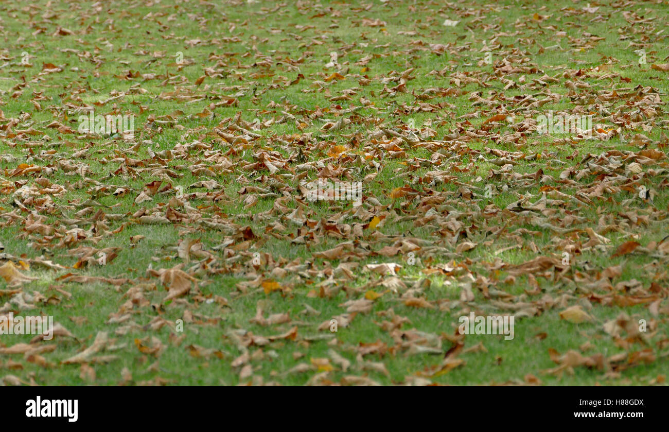 Prato con caduta foglie in una giornata autunnale Foto Stock
