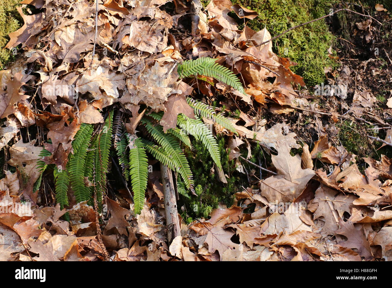 Hard-(felce Blechnum spicant) impianto sotto il fogliame secco. Foto Stock